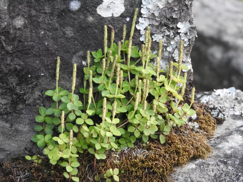 Photo of Khonoma, Nagaland, India by Rupa Abdi