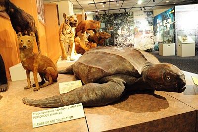 Photo of Raffles Museum of Biodiversity Research Singapore by MagTY