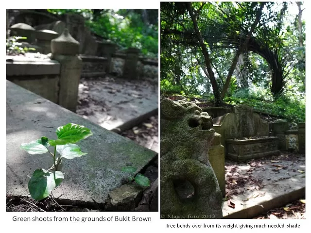 Photo of Bishan Park Singapore by MagTY