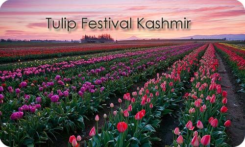 Photo of 7 festivals Happening In 2018 Must Be In Your Bucket List. 7/12 by Pallavi Rawat