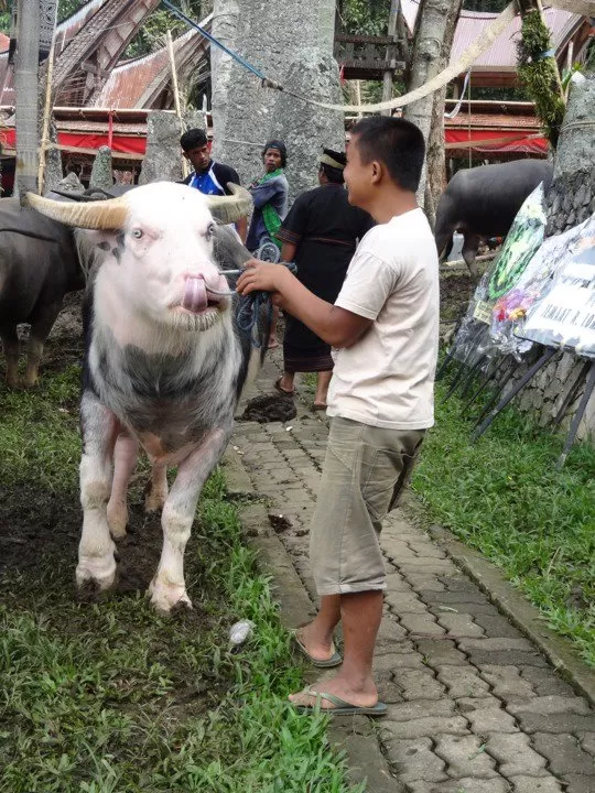 Photo of Tana Toraja, South Sulawesi, Indonesia by Jeff