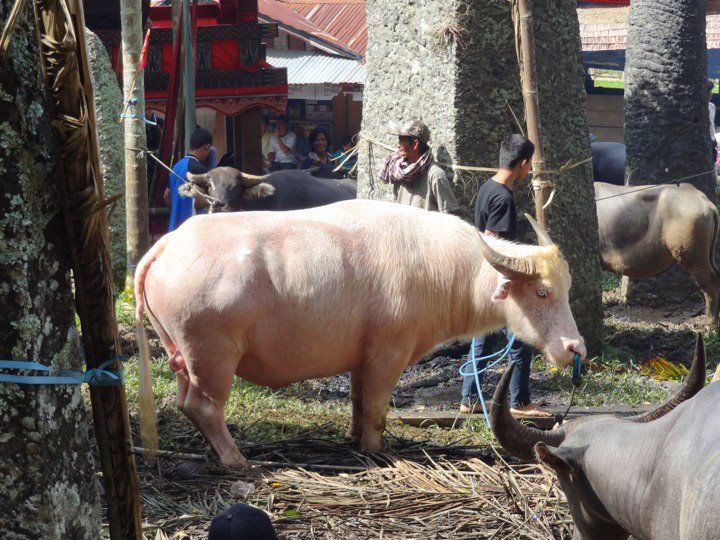 Photo of Truly Asia: Indonesia 4/41 by Jeff