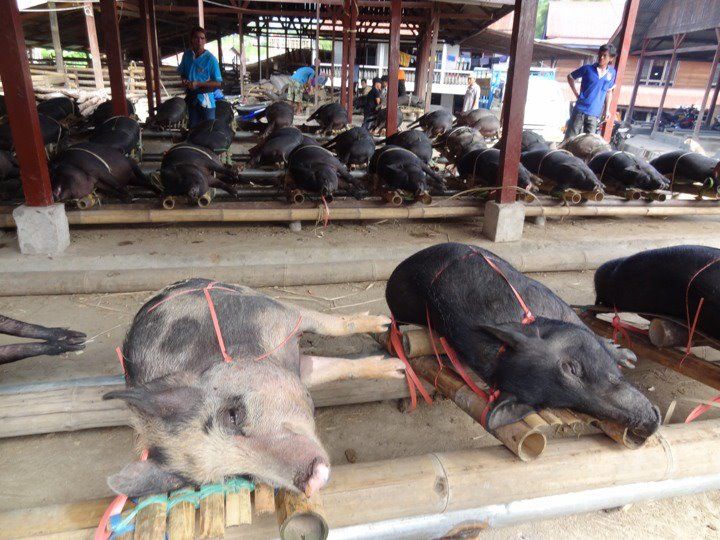 Photo of Truly Asia: Indonesia 20/41 by Jeff