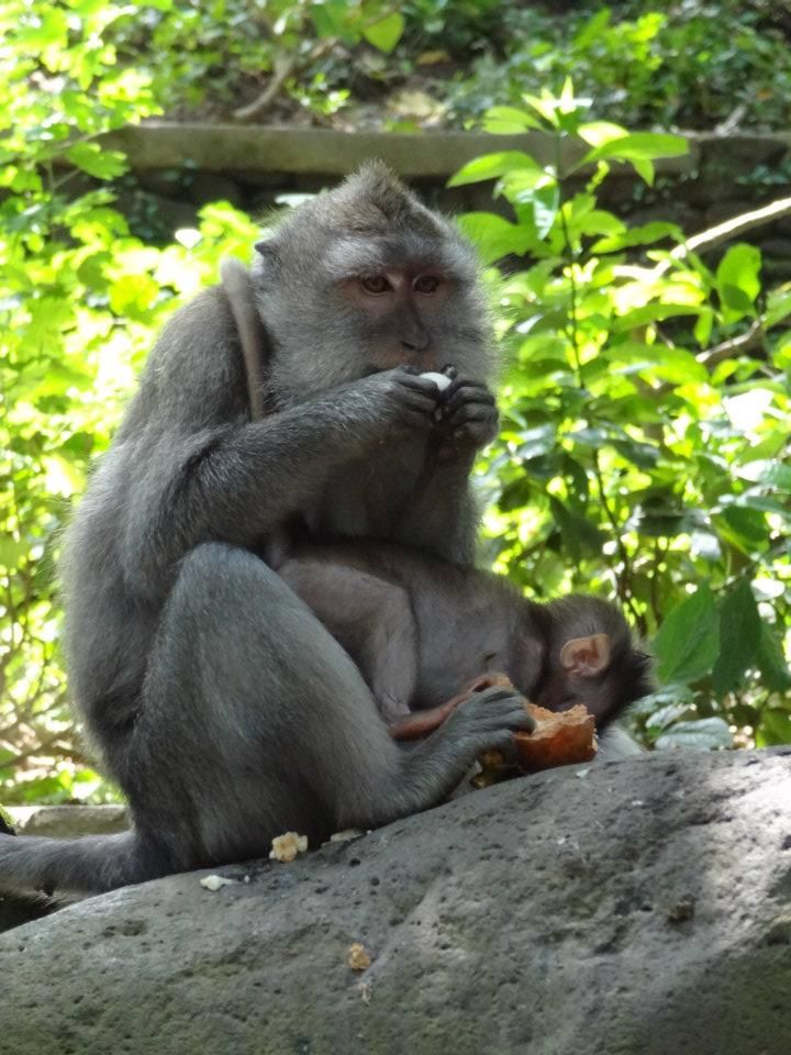 Photo of Truly Asia: Indonesia 32/41 by Jeff