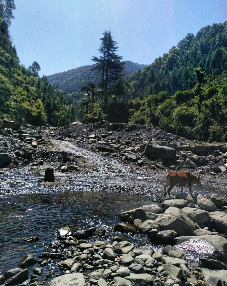 Photo of Baggi, Himachal Pradesh, India by Ipsita Ghosh