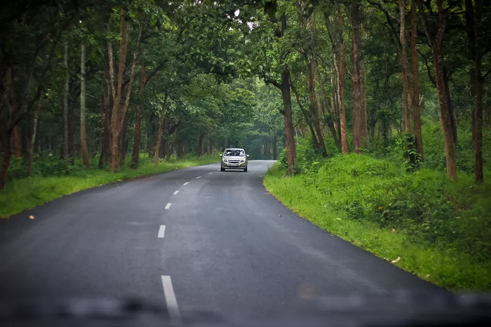 Photo of Bandipur National Park, Bandipur, Karnataka, India by Medha Dwivedi