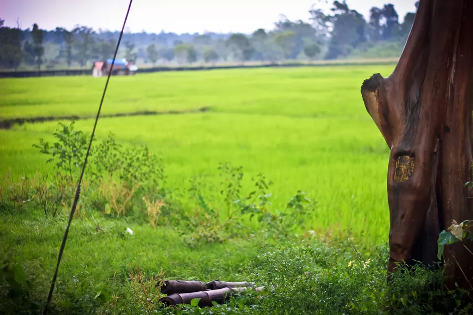 Photo of Bandipur National Park, Bandipur, Karnataka, India by Medha Dwivedi