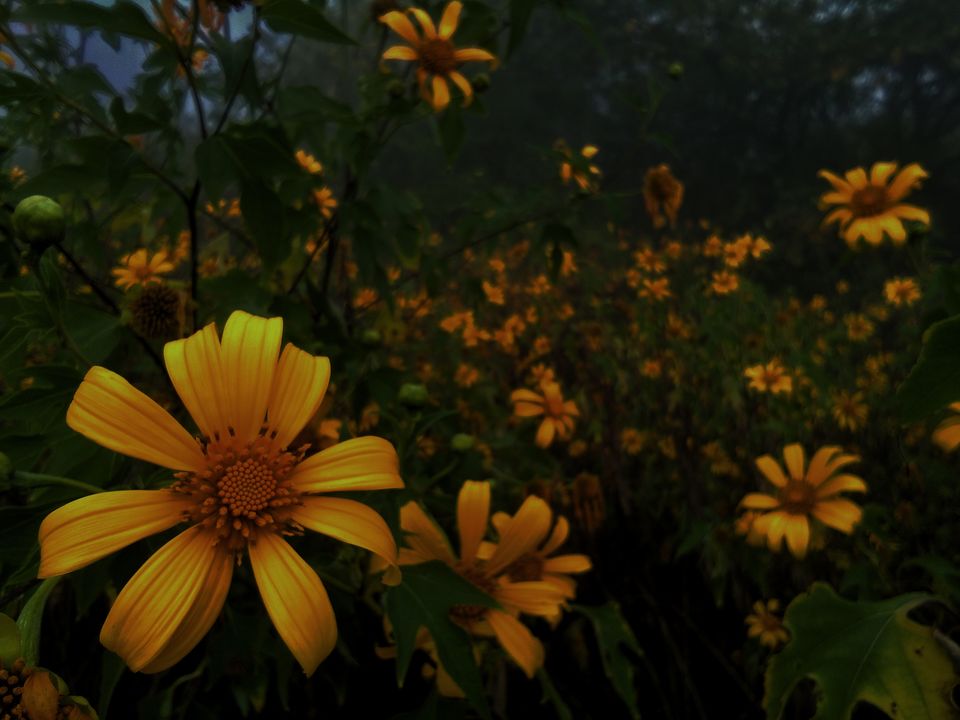 Photo of A Chilling Serenity: Nandi Hills by Glan Stalin D'souza