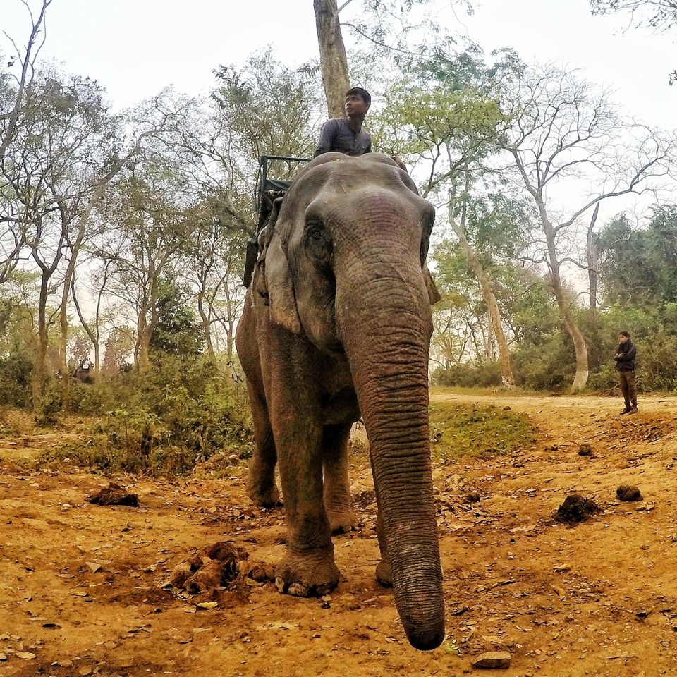 Photo of Kaziranga National Park, Kanchanjuri, Assam, India by Tejas Ghorpade