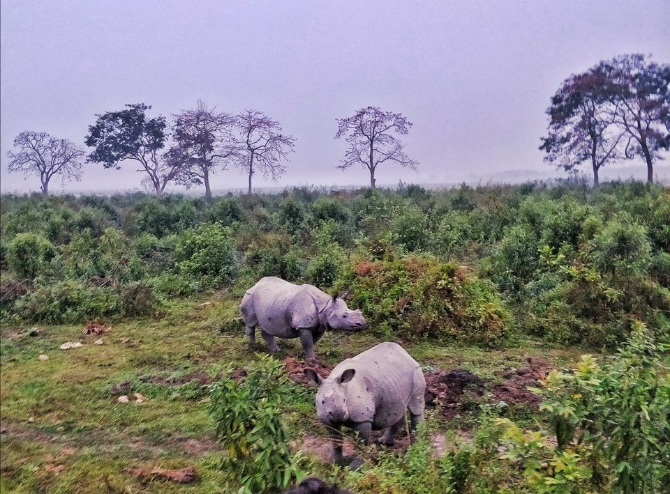 Photo of Kaziranga National Park, Kanchanjuri, Assam, India by Tejas Ghorpade