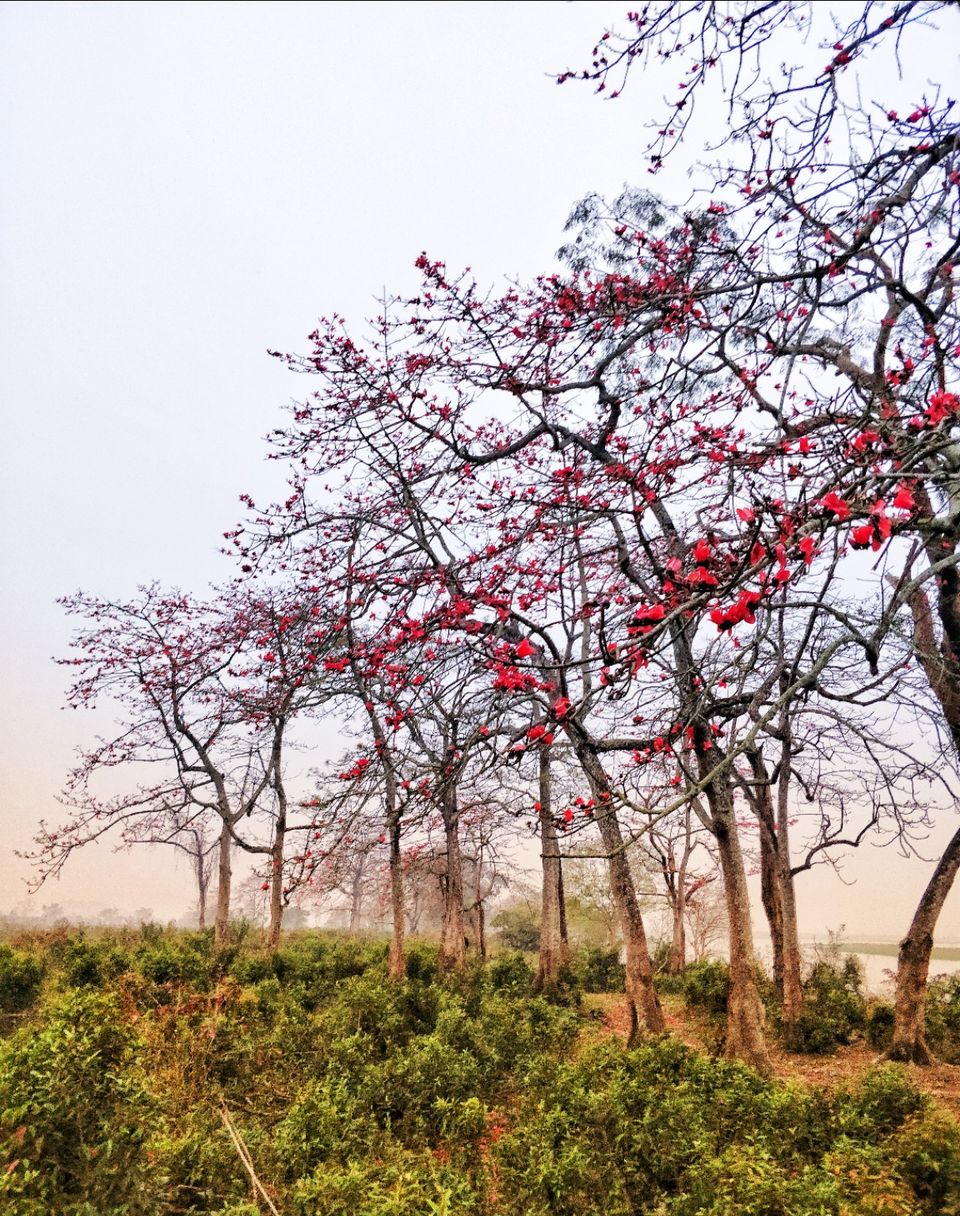 Photo of Kaziranga National Park, Kanchanjuri, Assam, India by Tejas Ghorpade