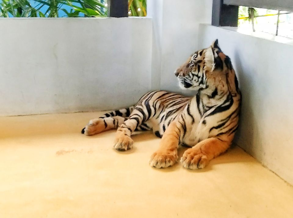 Photo of 7 Days in Thailand: A photoguide to Bangkok and Pattaya #thailandinpictures by Tejas Ghorpade