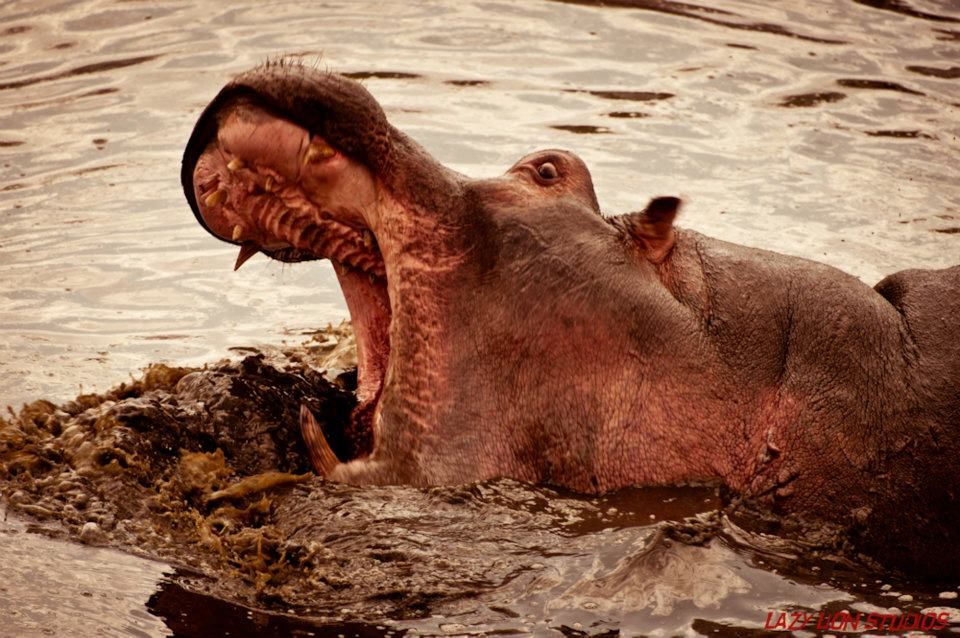 Photo of One Week In Tanzania 6/9 by VAMSY KRISHNA