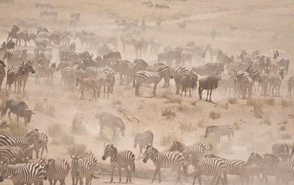 Photo of One Week In Tanzania 9/9 by VAMSY KRISHNA