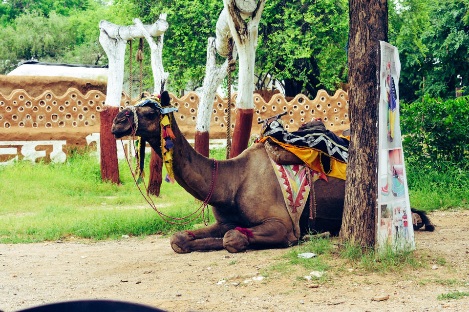 Photo of Solo In Udaipur - The Heart Of Rajasthan by Amit Sachdeva