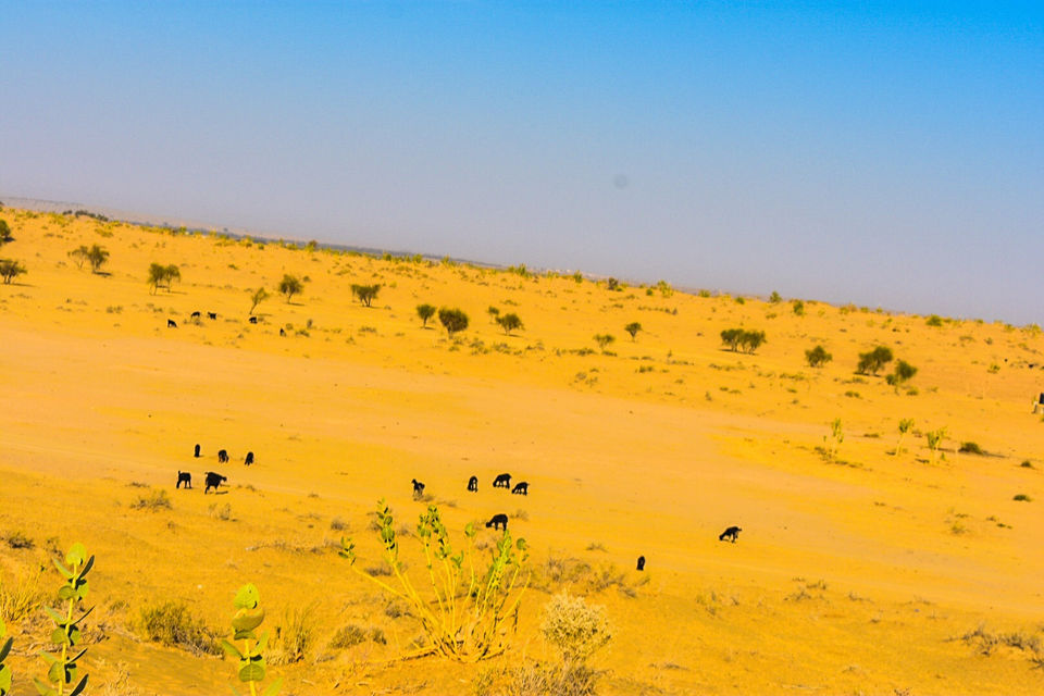 Photo of Yearend In Jodhpur - Jaisalmer by Amit Sachdeva
