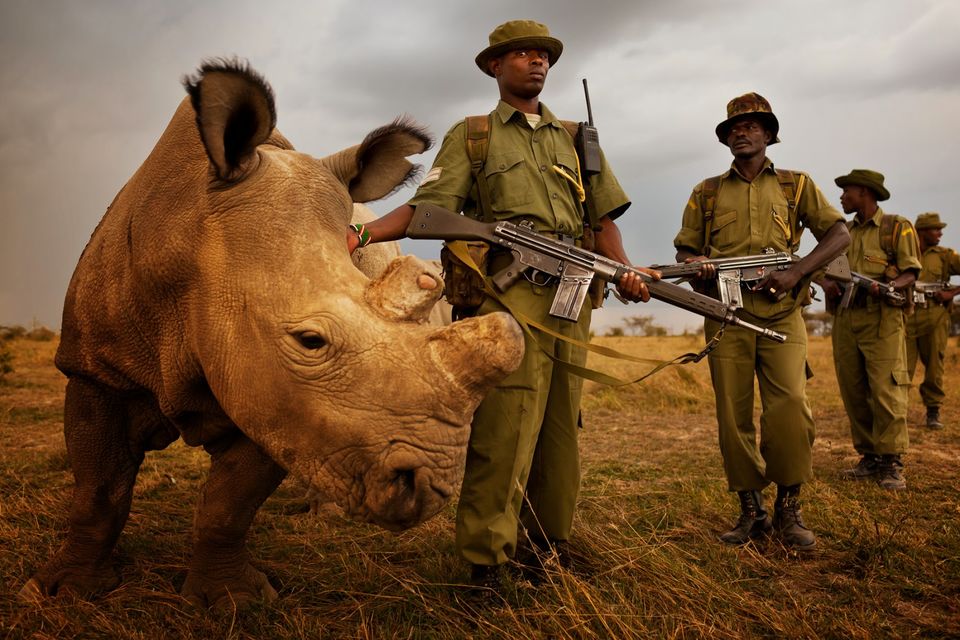 Photo of Ol Pejeta: Wildlife for Food 1/5 by Shikha Bhatt