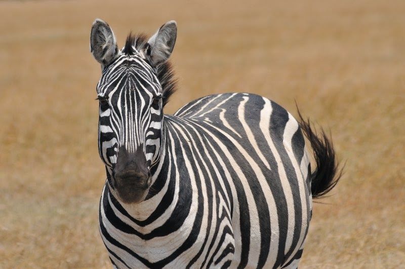 Photo of Ol Pejeta: Wildlife for Food 3/5 by Shikha Bhatt