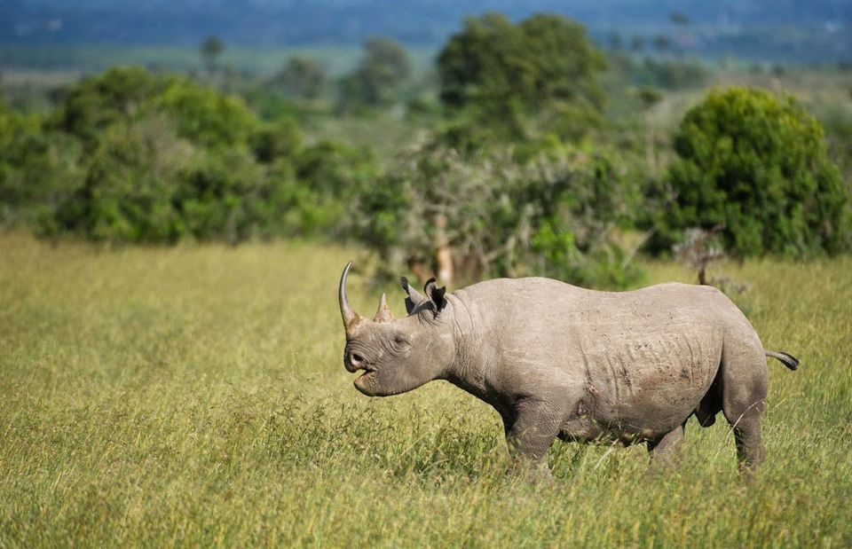 Photo of Ol Pejeta: Wildlife for Food 2/5 by Shikha Bhatt