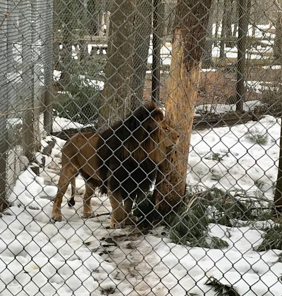 Photo of Oaklawn Farm Zoo, Ward Road, Aylesford, NS, Canada by Sudipta Nandy