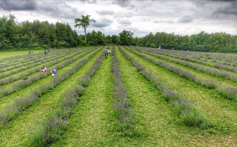 Photo of Terre Bleu Lavender Farm, 25 Side Road, Milton, ON, Canada by Sudipta Nandy
