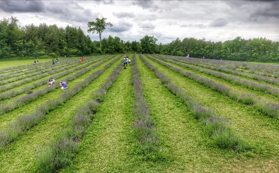 Photo of Terre Bleu Lavender Farm, 25 Side Road, Milton, ON, Canada by Sudipta Nandy