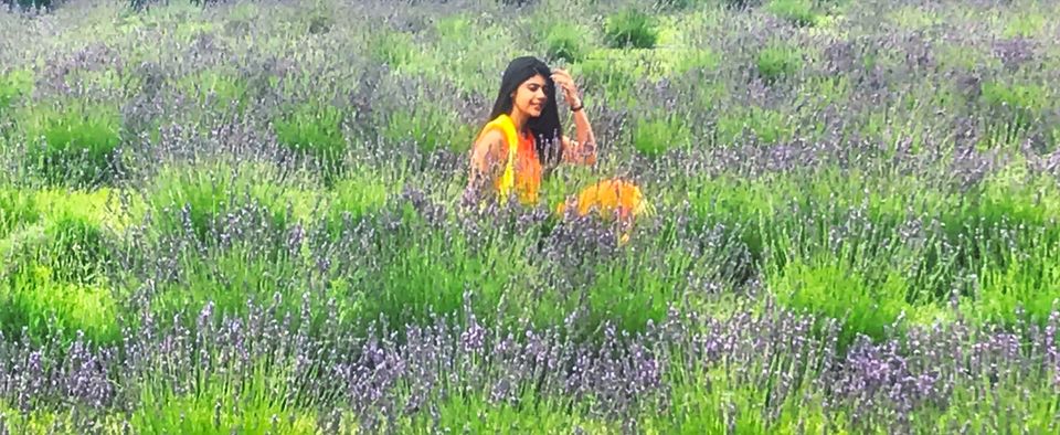 Photo of Terre Bleu Lavender Farm, 25 Side Road, Milton, ON, Canada by Sudipta Nandy