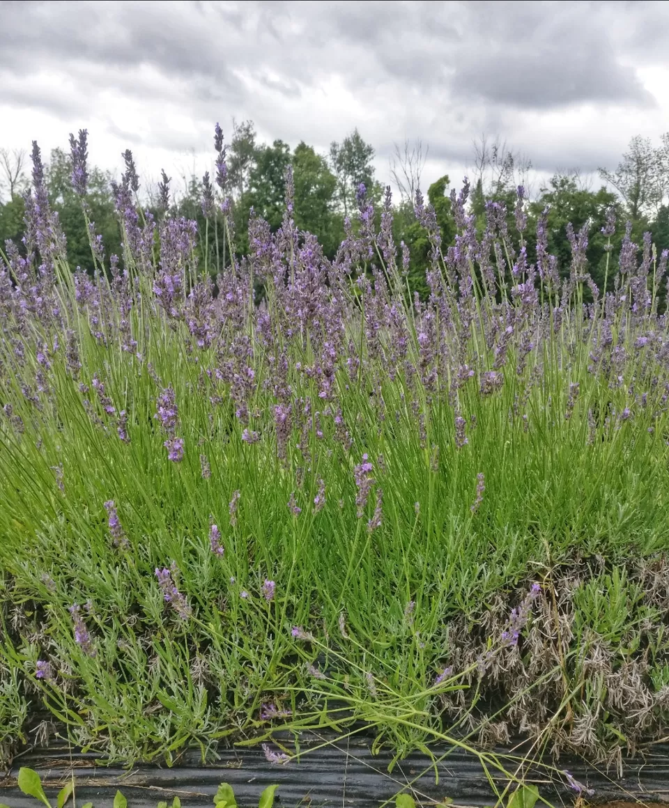 Photo of Terre Bleu Lavender Farm, 25 Side Road, Milton, ON, Canada by Sudipta Nandy