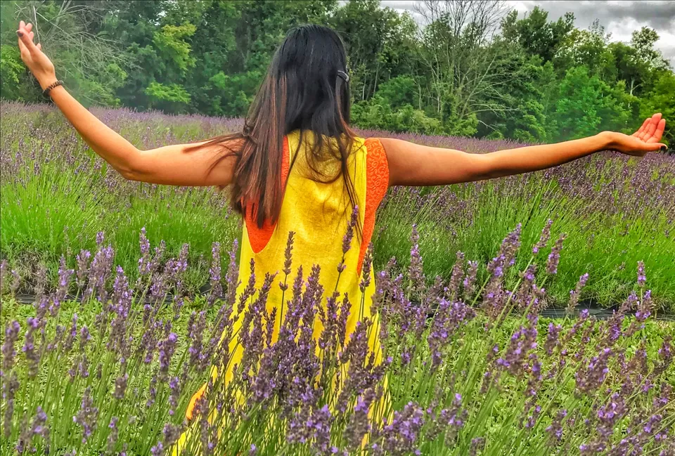 Photo of Terre Bleu Lavender Farm, 25 Side Road, Milton, ON, Canada by Sudipta Nandy