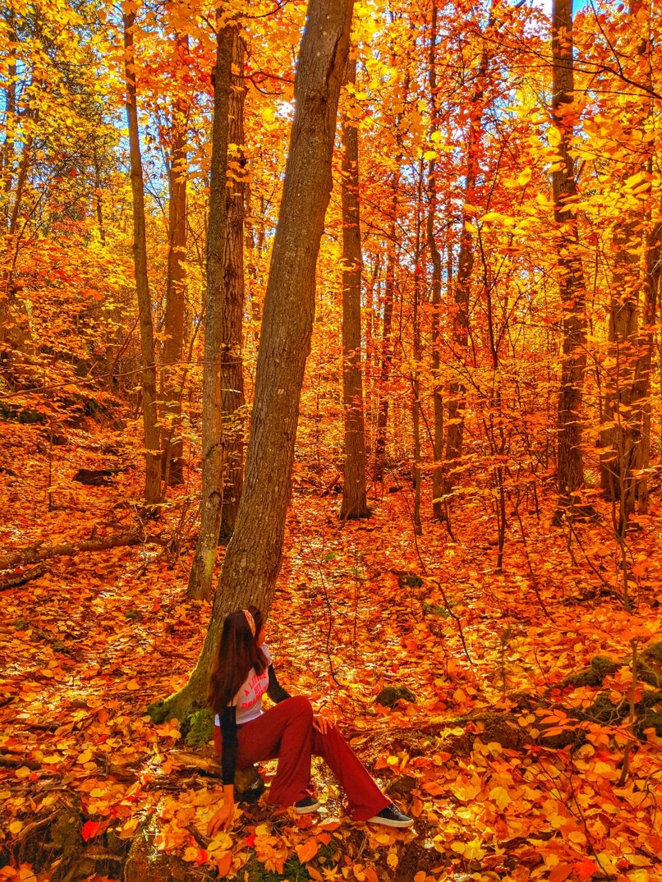 Photo of Algonquin Park, ON, Canada by Sudipta Nandy