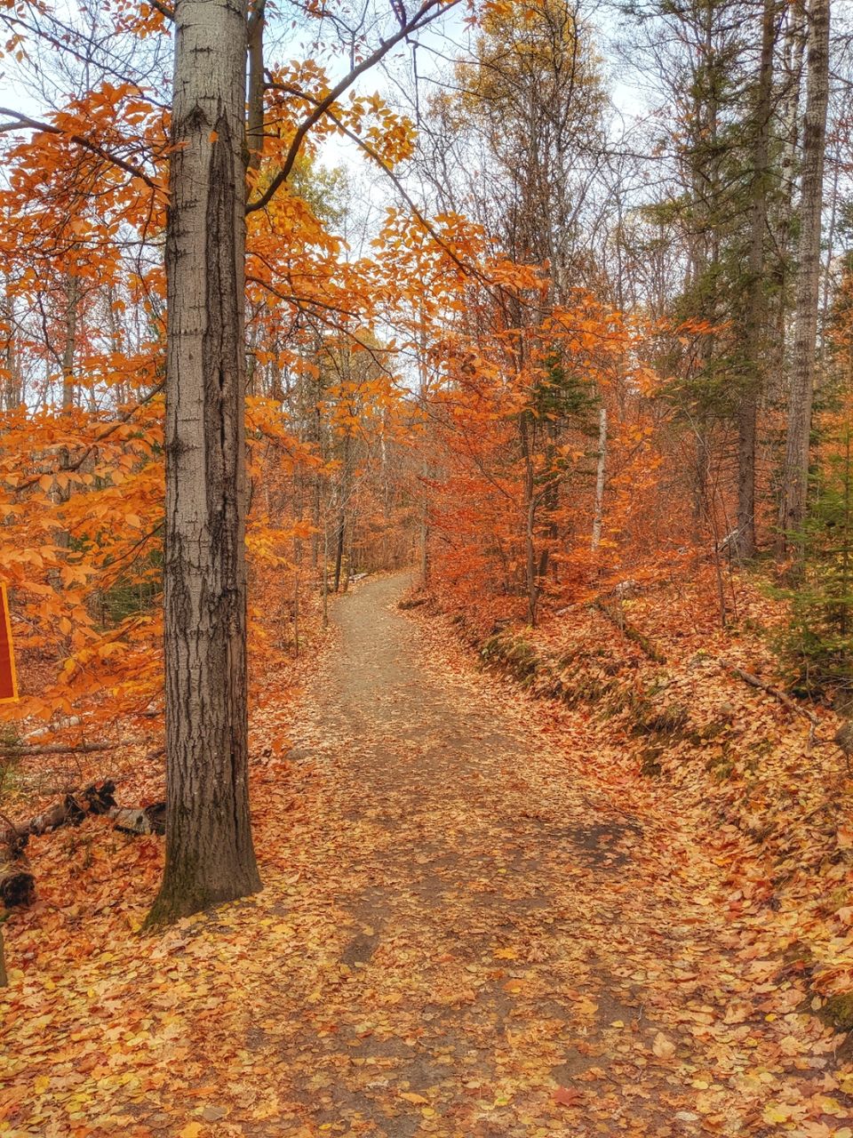 Photo of Algonquin Park, ON, Canada by Sudipta Nandy
