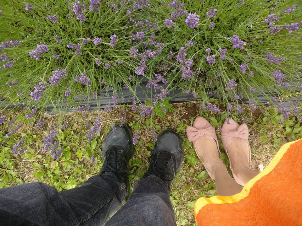 Photo of Lavender Farm : Shade of Purple love ???? by Sudipta Nandy