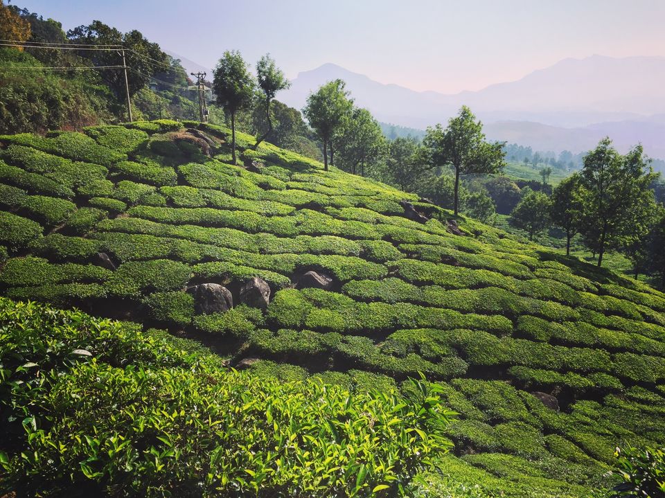 Photo of Munnar, Kerala, India by Dr.Rohan SP.