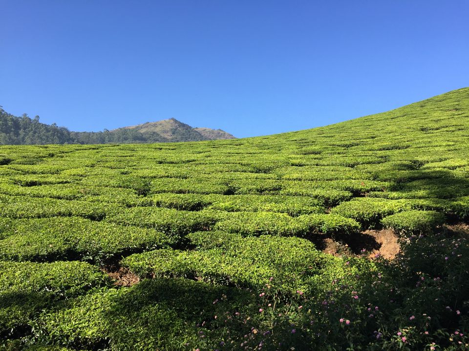 Photo of Munnar, Kerala, India by Dr.Rohan SP.