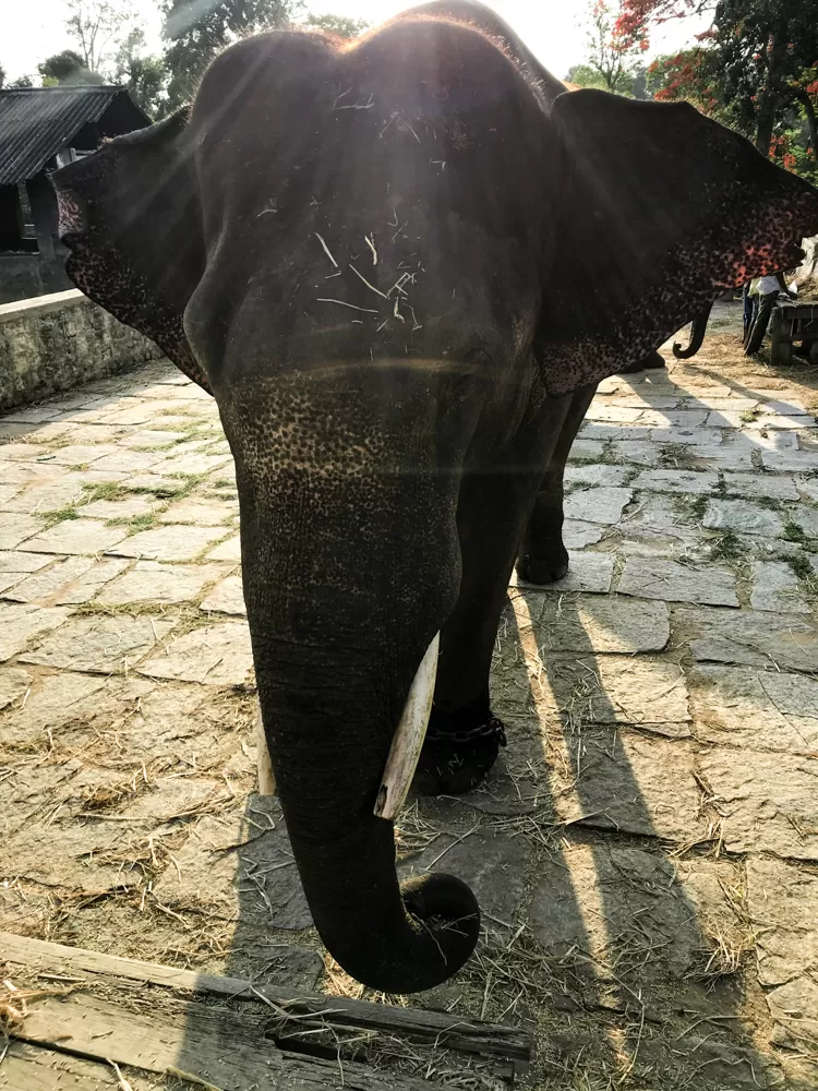 Photo of Dubare Elephant Camp, Nanjarayapatna, Coorg, Karnataka, India by Saurabh Bagakar