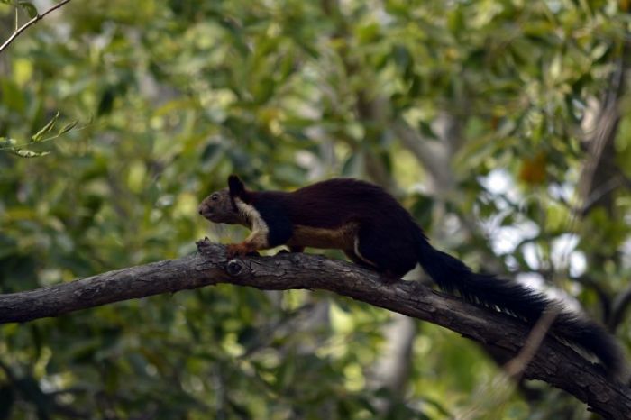 Photo of Dudhwa National Park, Paliakalan, Uttar Pradesh, Lakhimpur Kheri, Uttar Pradesh, India by Suvro Banerjee