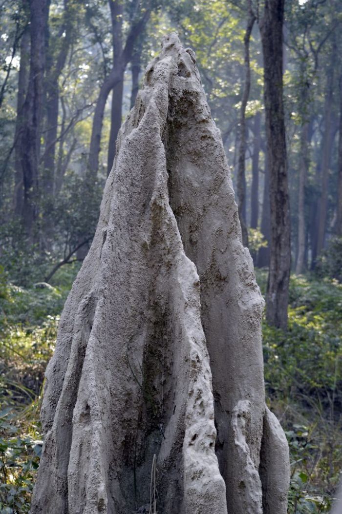 Photo of Delhi to Dudhwa: Wilderness Along the Borders by Suvro Banerjee