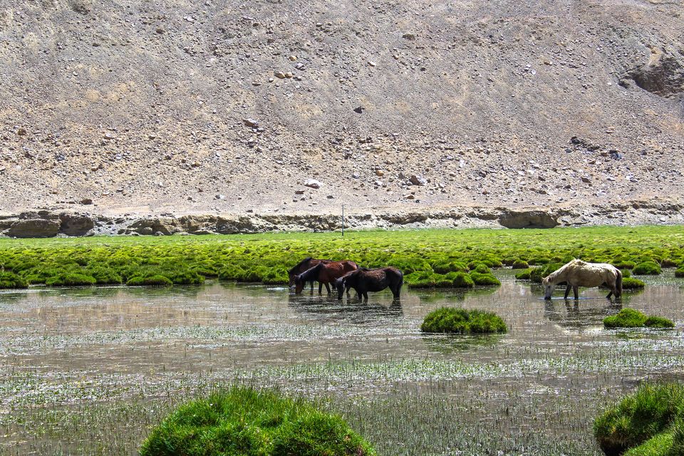 Photo of Leh'd in Ladakh - Solo Ride to Heaven 88/100 by Santosh Suresh Jain
