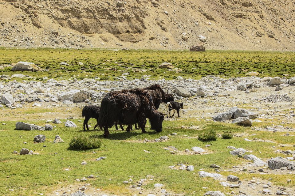 Photo of Leh'd in Ladakh - Solo Ride to Heaven 89/100 by Santosh Suresh Jain