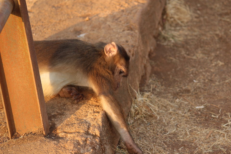Photo of Road trip to Mahabaleshwar - Panchgani Day 1 by Yuvan Kumar