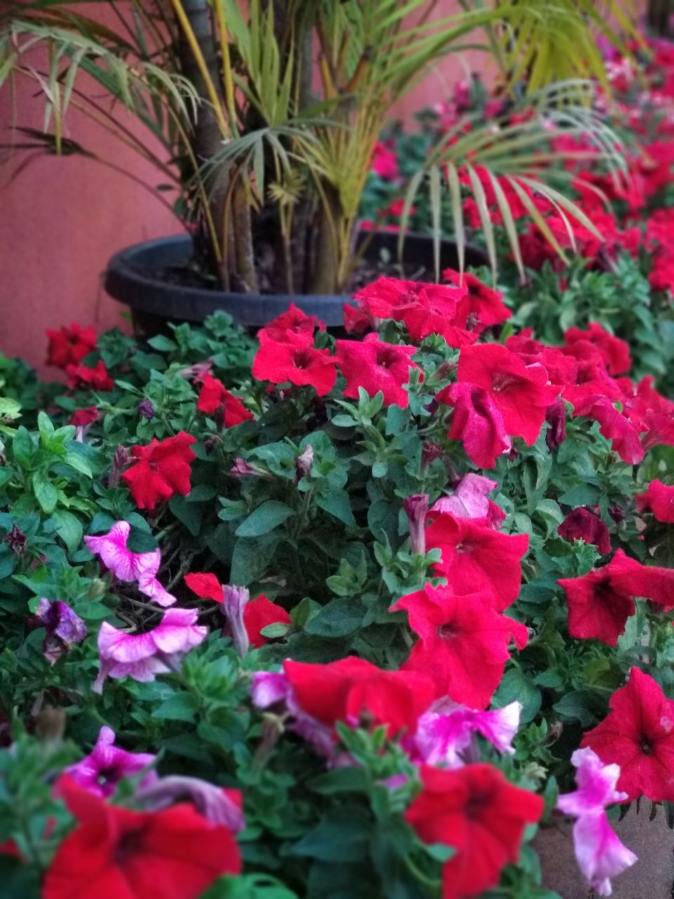 Photo of Road trip to Mahabaleshwar - Panchgani Day 2 & 3 by Yuvan Kumar