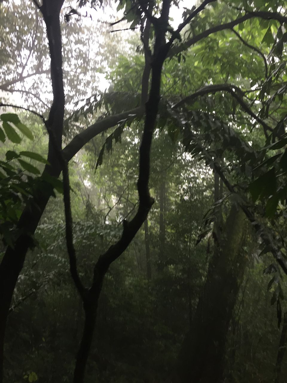 Photo of Best trip to Sikkim<>Meghalaya from Hyderabad Part IV :) 8/41 by Yuvan Kumar