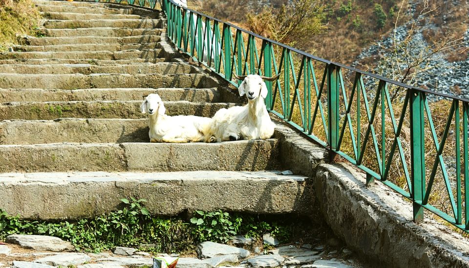 Photo of Bhagsunag Falls., Trail to Shri Gunna Devi Mandir, Dharamshala, Himachal Pradesh, India by Yuvan Kumar