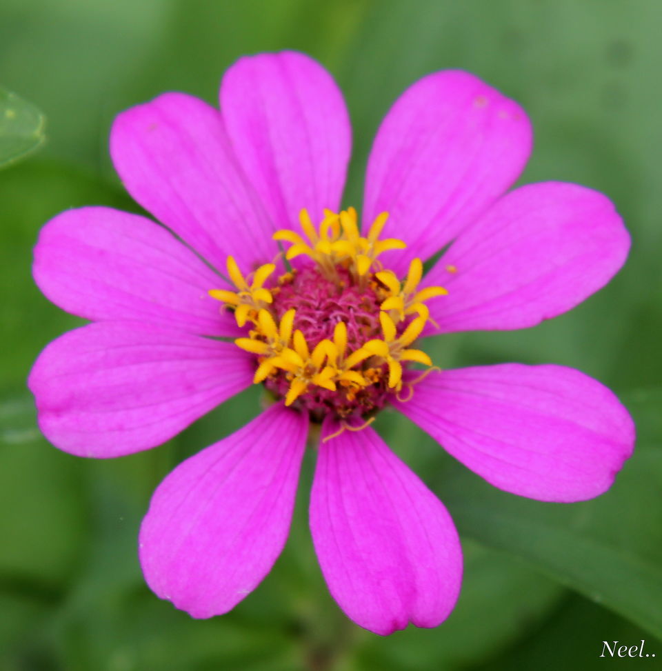 Flowers of India - Tripoto