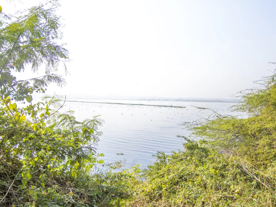 Photo of Okhla Bird Sanctuary, Sector 95, Noida, Uttar Pradesh, India by Tenny