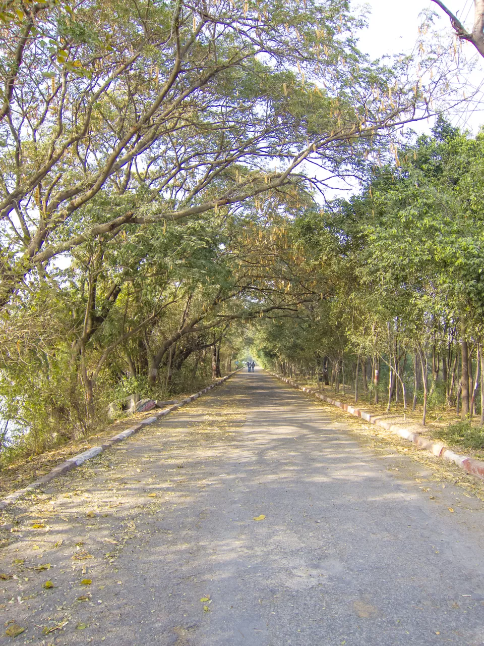 Photo of Okhla Bird Sanctuary, Sector 95, Noida, Uttar Pradesh, India by Tenny