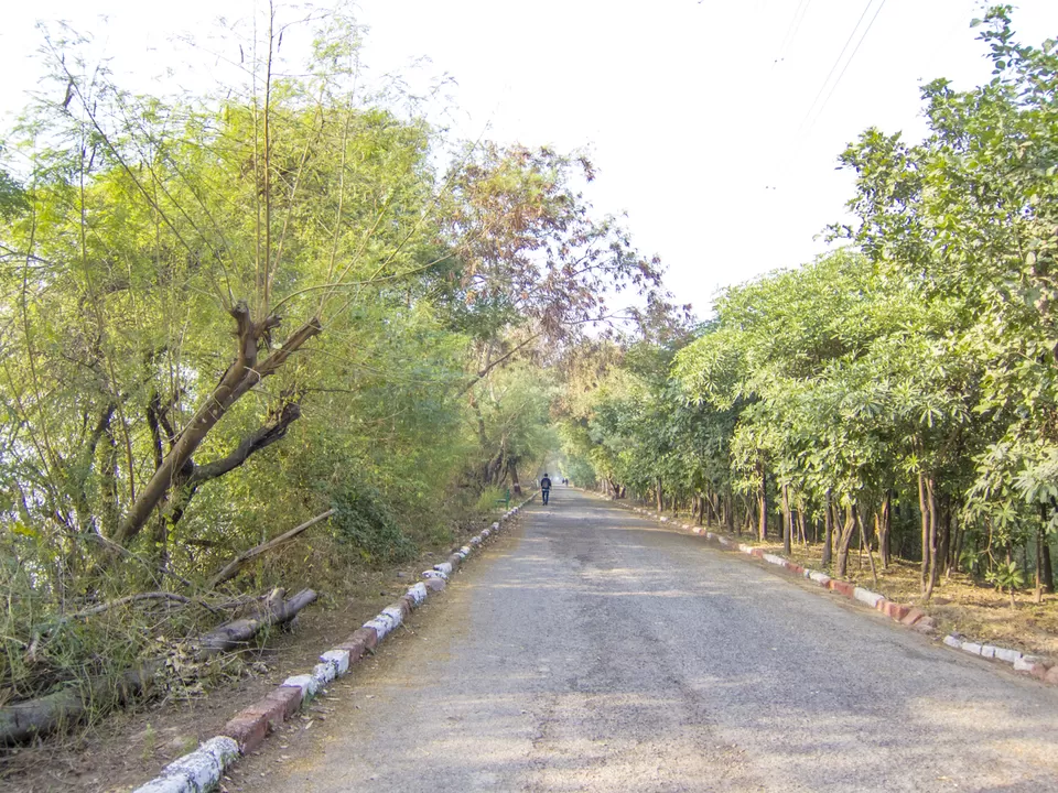 Photo of Okhla Bird Sanctuary, Sector 95, Noida, Uttar Pradesh, India by Tenny