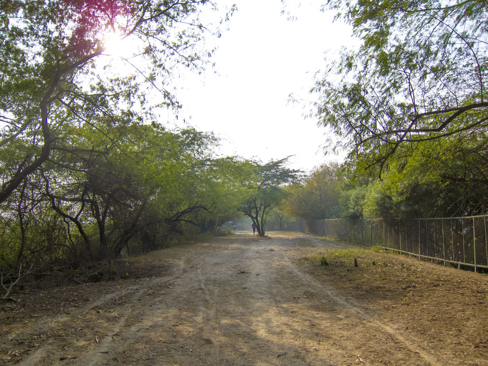 Photo of Okhla Bird Sanctuary, Sector 95, Noida, Uttar Pradesh, India by Tenny
