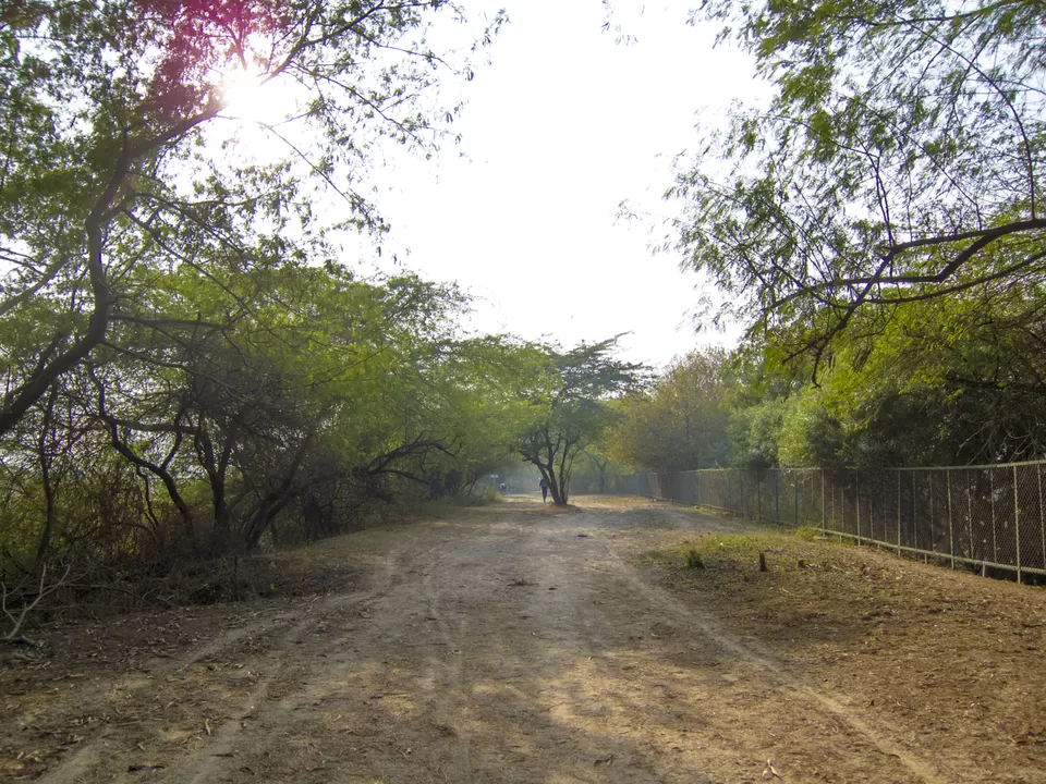 Photo of Okhla Bird Sanctuary, Sector 95, Noida, Uttar Pradesh, India by Tenny