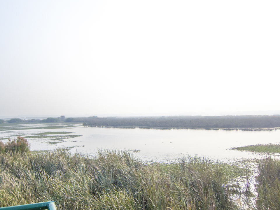 Photo of Okhla Bird Sanctuary, Sector 95, Noida, Uttar Pradesh, India by Tenny